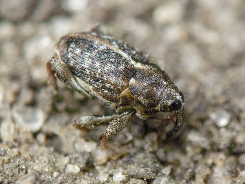 Coryssomerus capucinus (Beck, 1817)